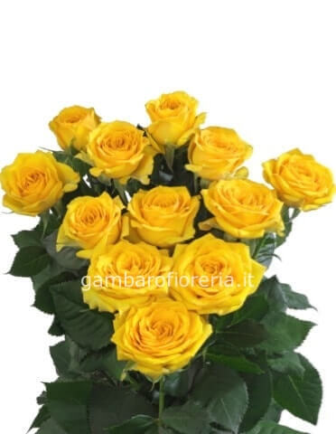 Rose gialle a steli, prima scelta, lunghezza 60 cm con complementi