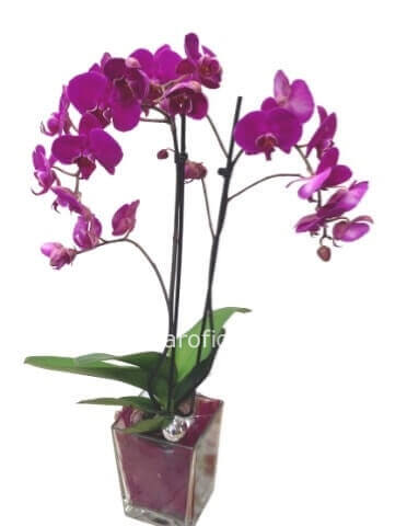Pianta di phaleonopsis a 2 steli vari colori con vaso semplice